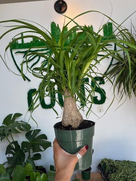Ponytail Palm | rOOTS KC