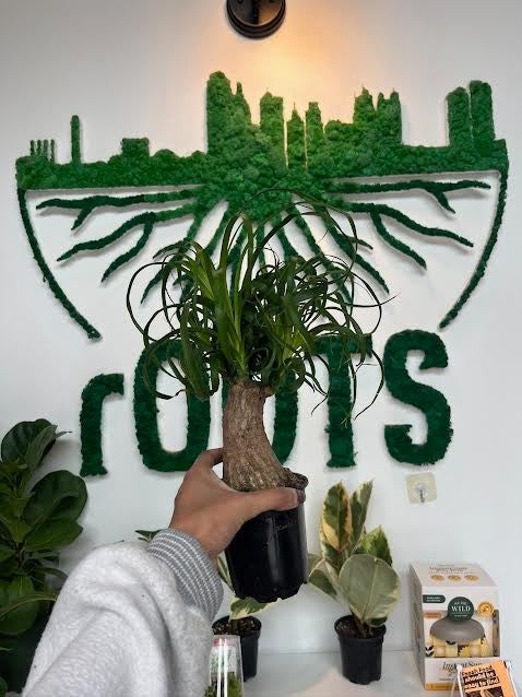 Ponytail Palm | rOOTS KC