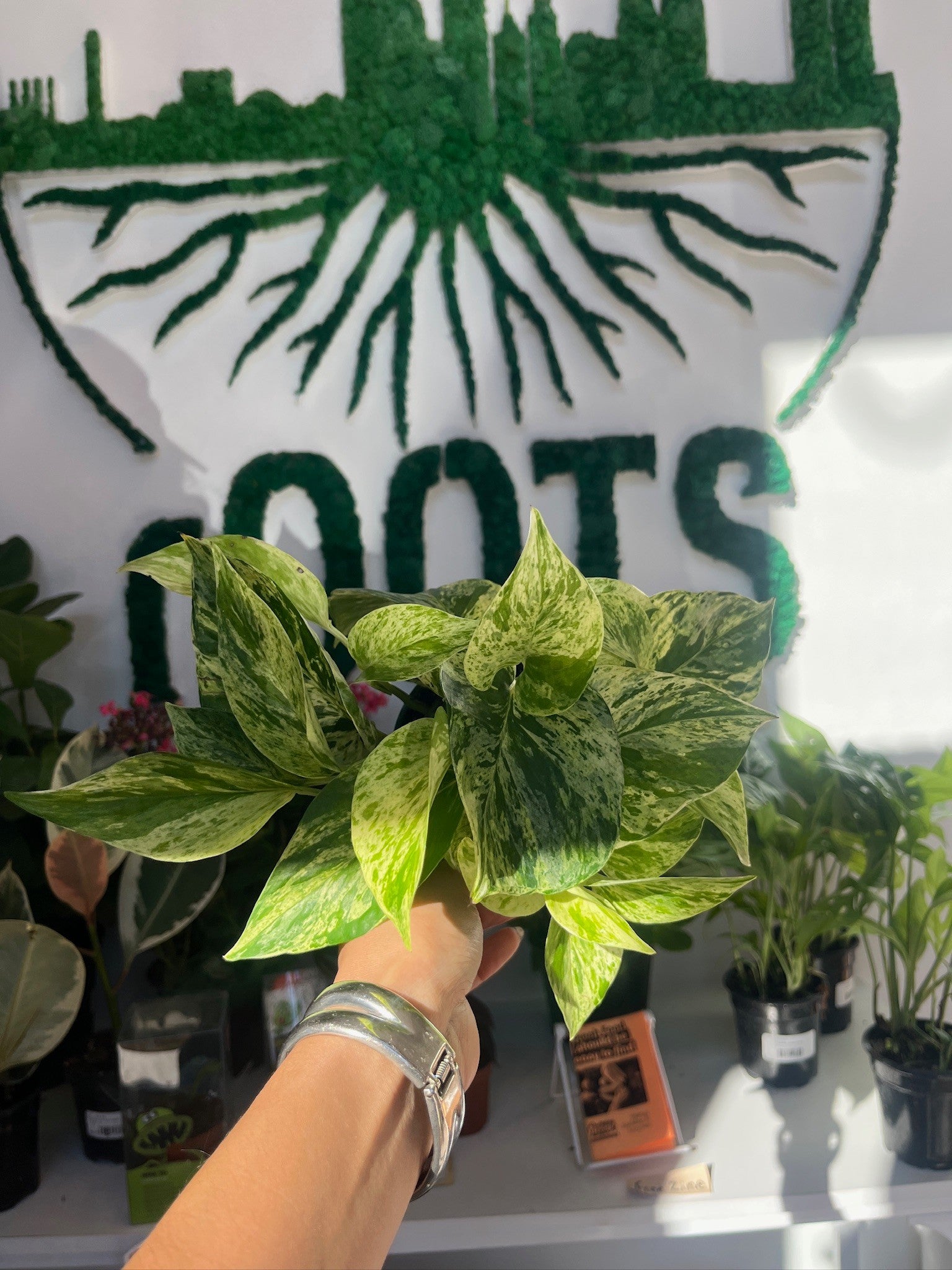 potted pothos plant Potted Pothos main image 0