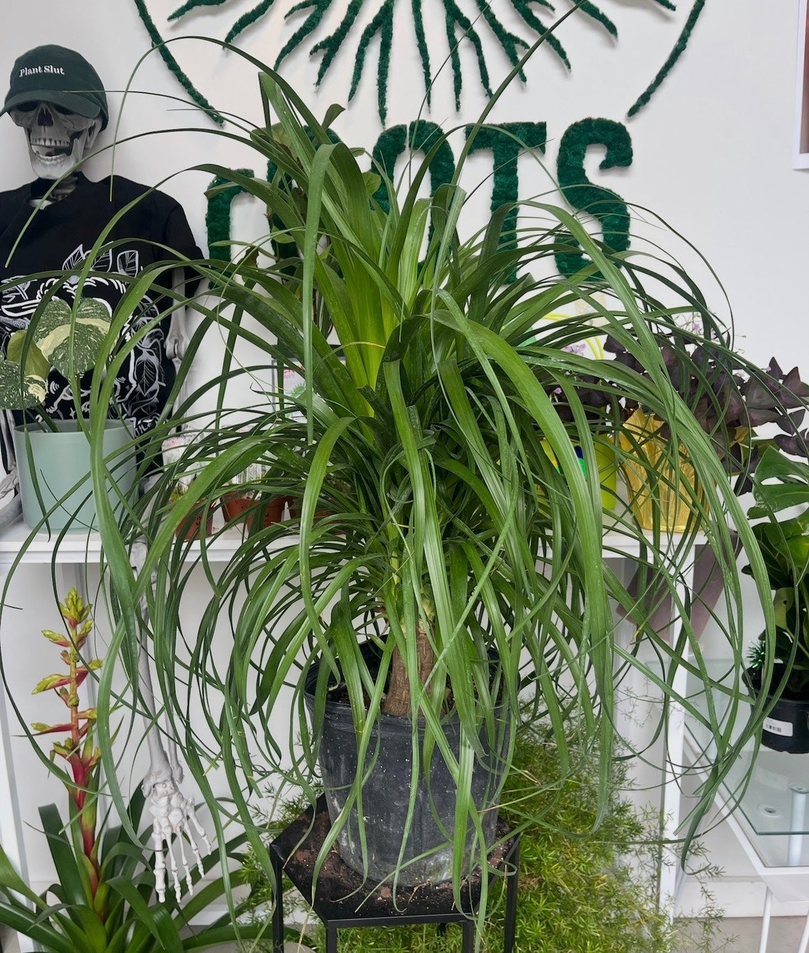 Ponytail Palm | rOOTS KC