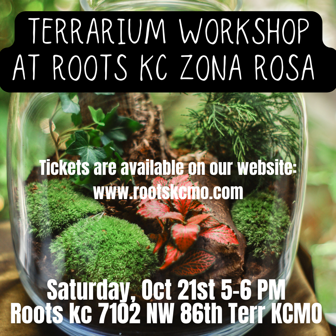Terrarium rOOTS KC