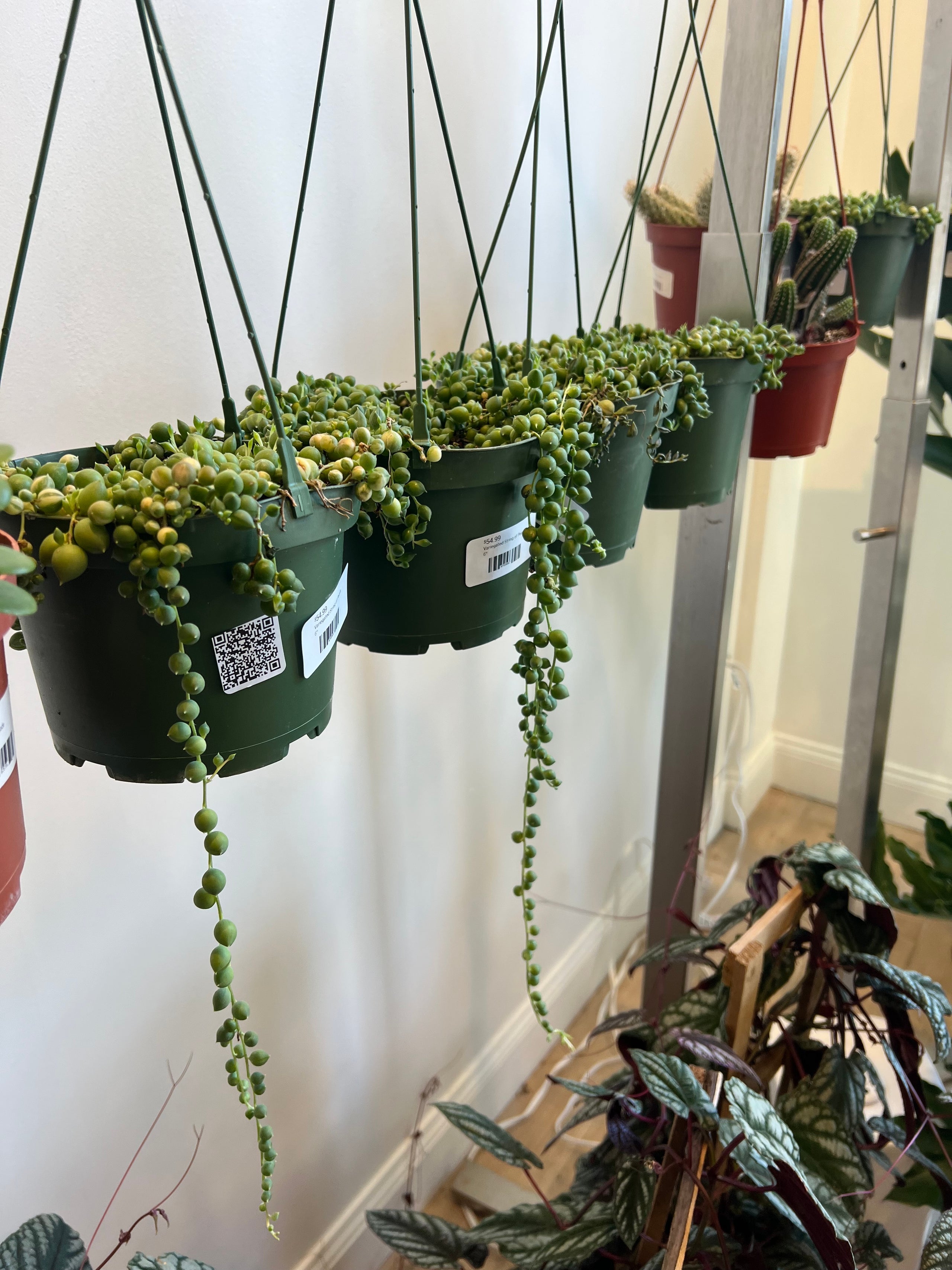 String of Pearls Succulent Variegated Houseplant
