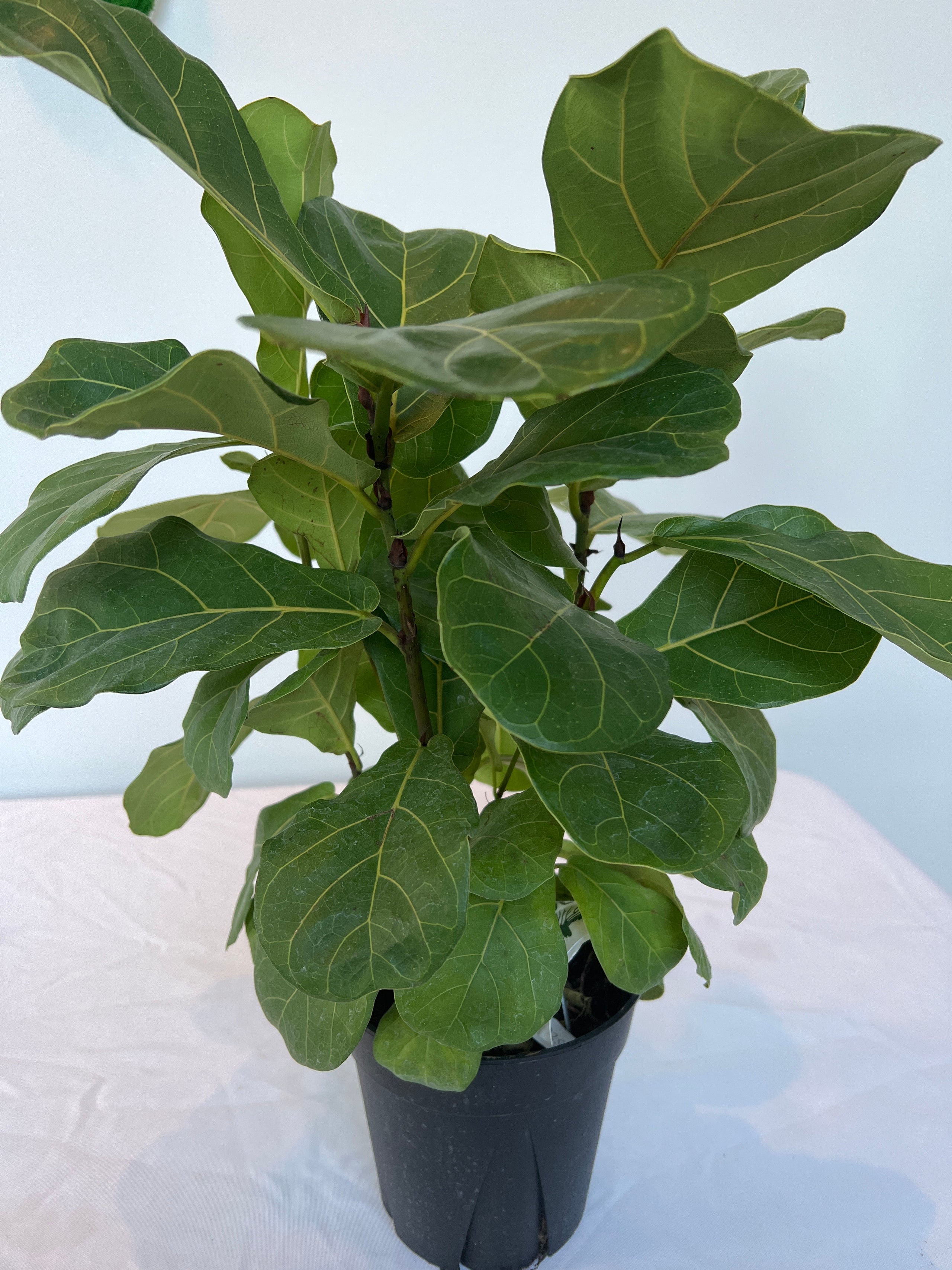 Fiddle Leaf Fig rOOTS KC