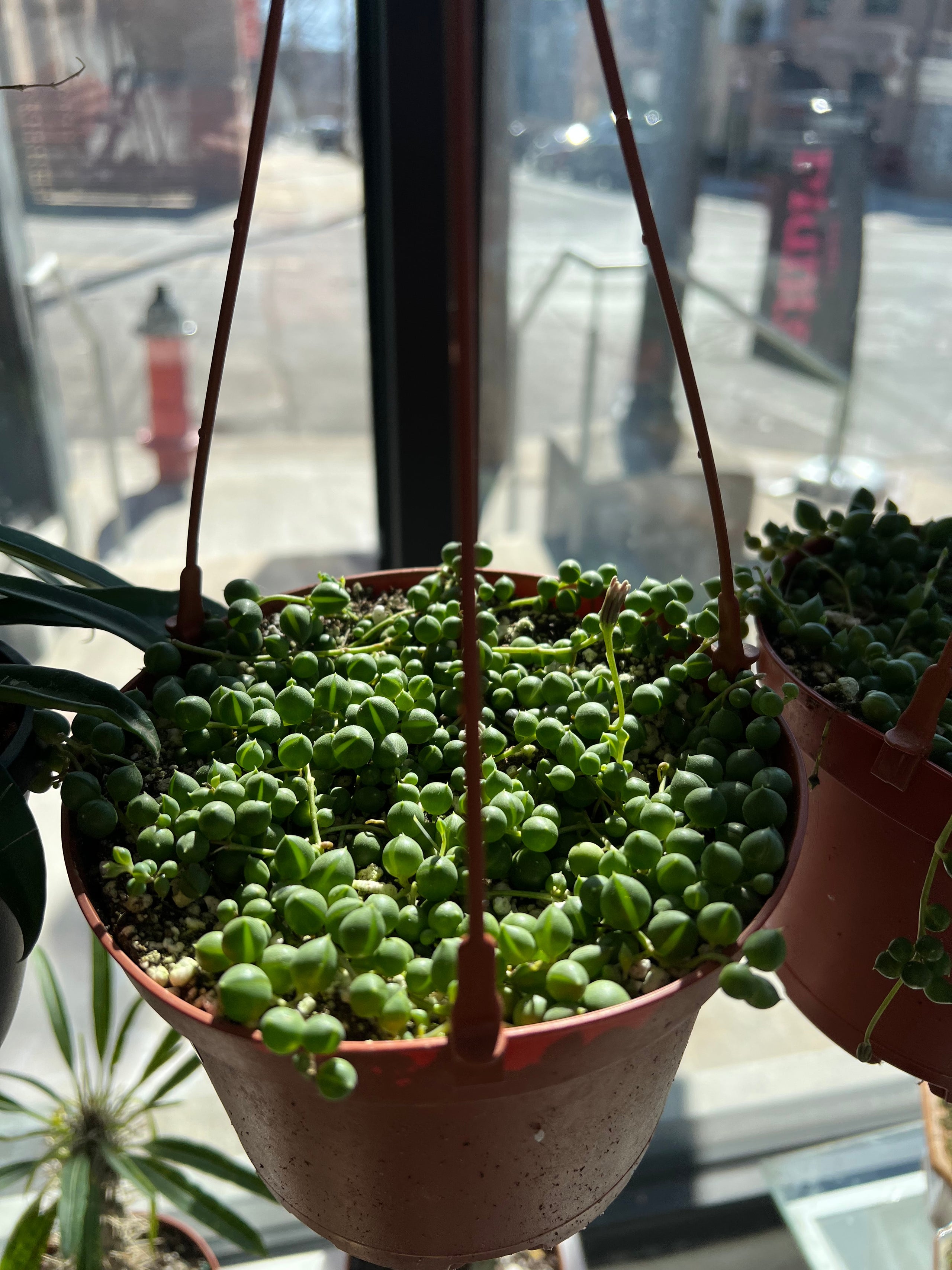 String of Pearls rOOTS KC