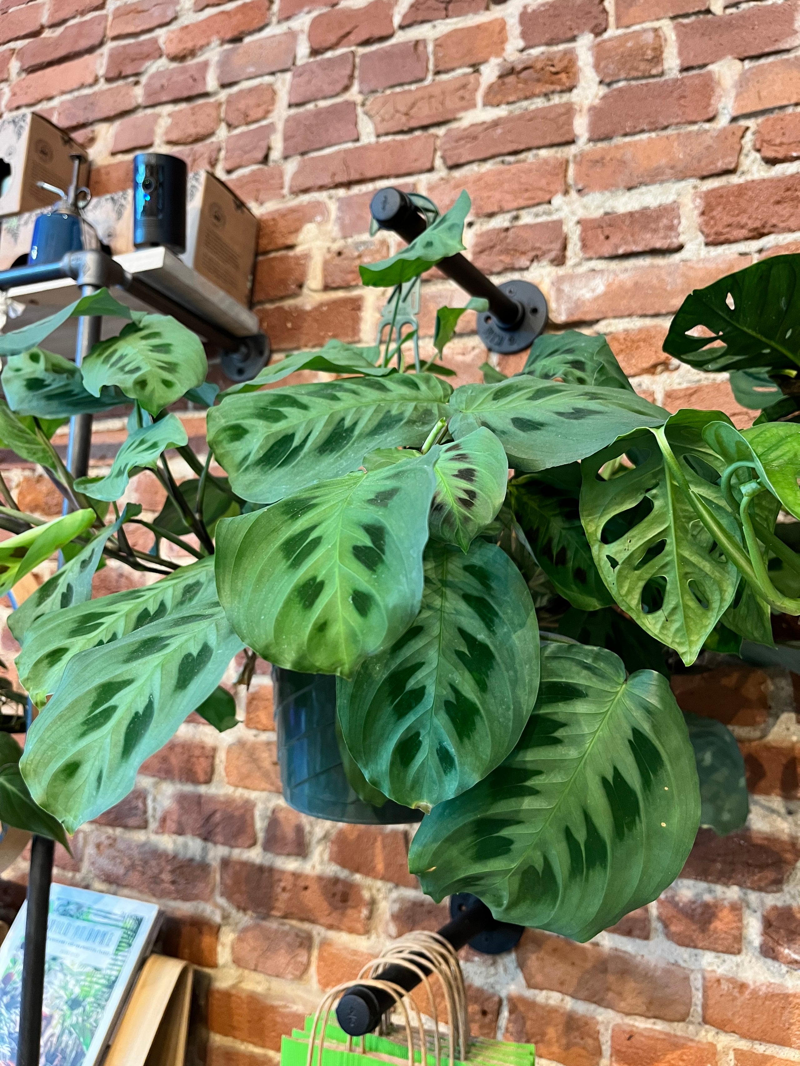 Maranta Green | rOOTS KC